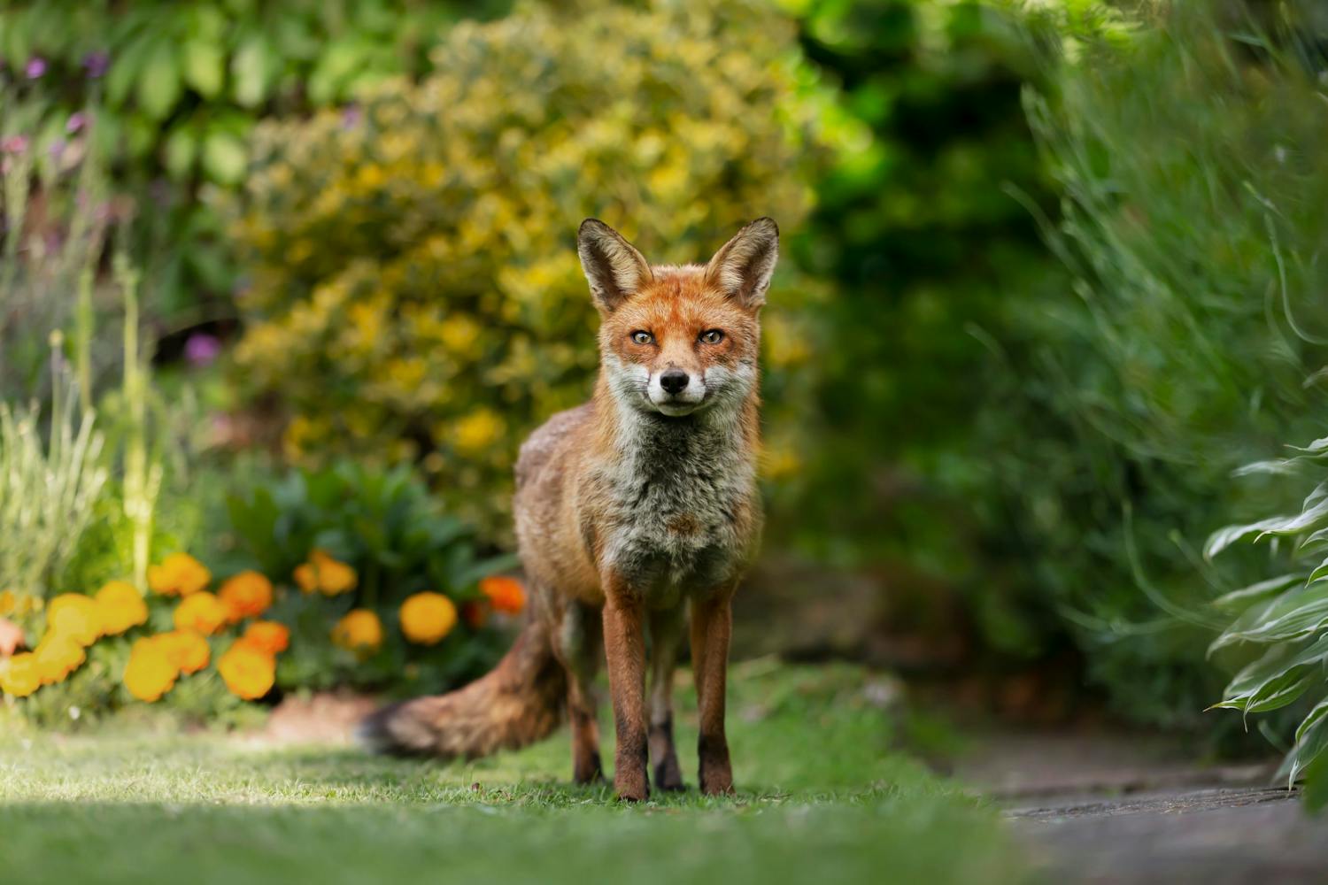 Close,Up,Of,A,Red,Fox,(vulpes,Vulpes),Standing,On